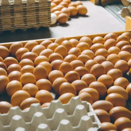 Comment-reconnaitre-les-oeufs-de-qualite